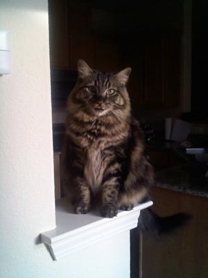 Tiesto Kitty
