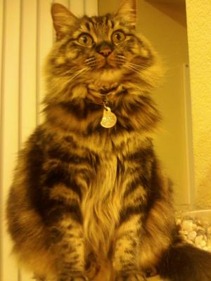 Tiesto-Kitty