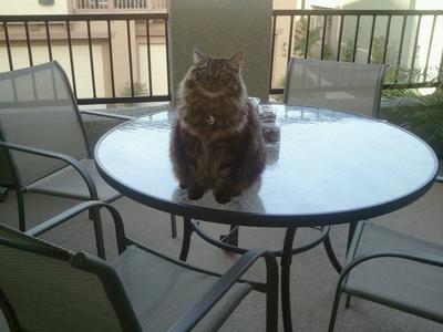 Tiesto-Kitty