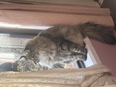 Maine coon? Current age