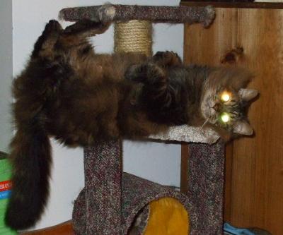 Tigger brown tabby maine coon on cat tree