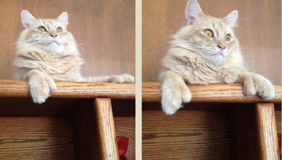 pale ginger poly cat