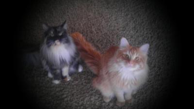 Tiki & Cabana