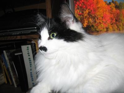 pretty van colored kitty face closeup.