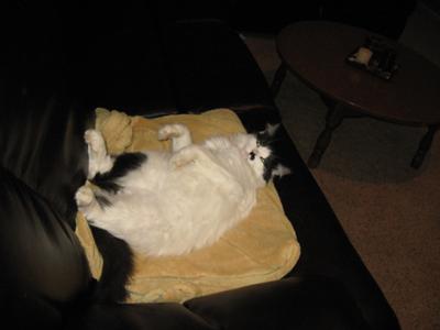 fluffy black van cat lounging.