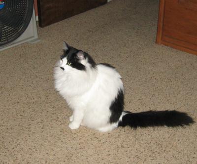 black van kitty sitting on the floor.