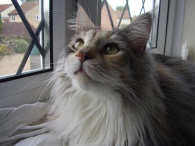 Rumtumtugger Tattycoram