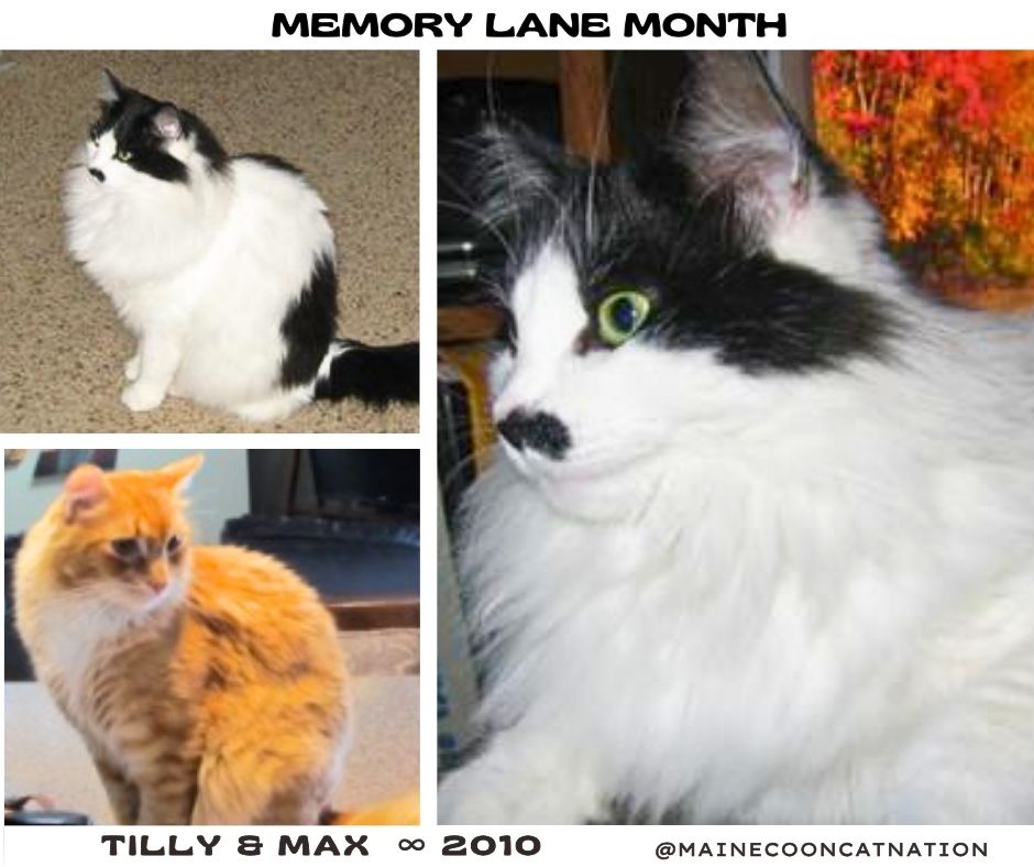 collage with three pics of adopted kitties tilly and max.