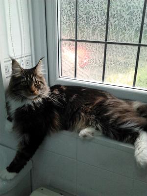 eight month old maine coon male stretched out on a windowsill.