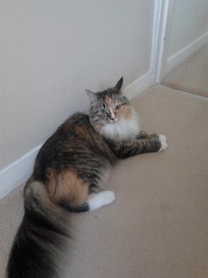 fluffy purebred maine coon girl laying on the floor.