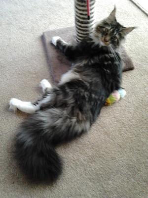 purebred maine coon kitty playing with his scratching post.