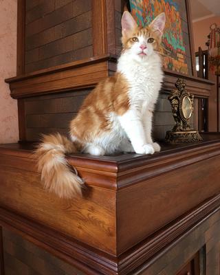 Tilltill purebred red with white maine coon kitten posing.