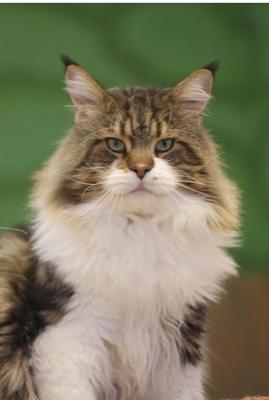Tiltill's Dad brown with white maine coon male king.