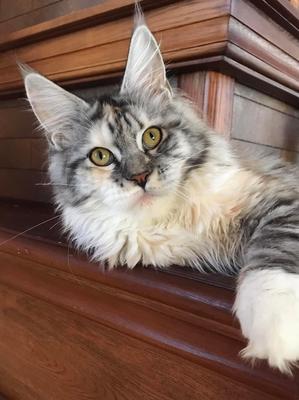 Tiltill's Mom beautiful silver and white maine coon female queen.