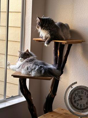 two female purebred maine coons perched on a cat tree.