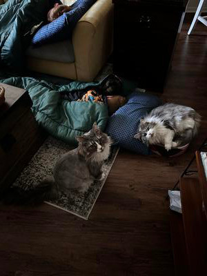 two maine coon cats sitting near a child on floor in sleeping bag.