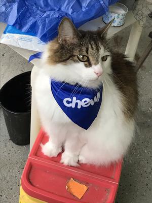 tabby with white cat wearing a chewy bandana. tabby with white cat wearing a chewy bandana.