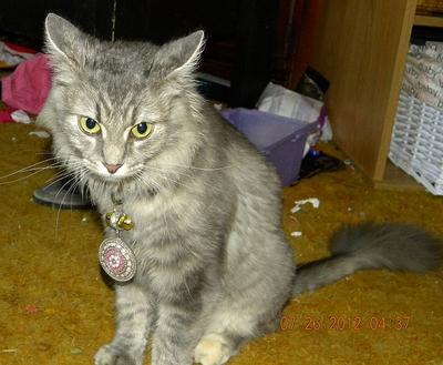 Tinkerbell