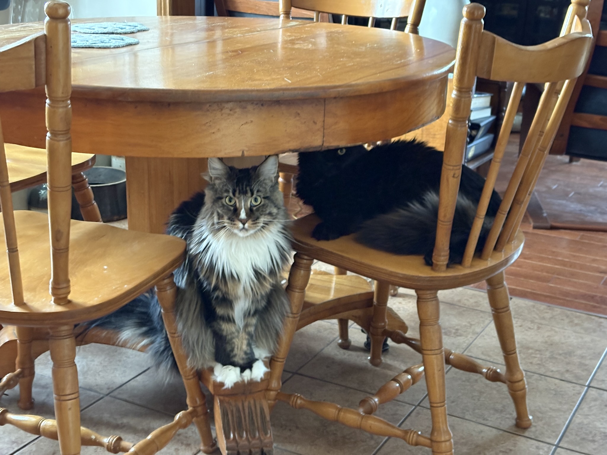 cat sitting under a dining table surrounded by wooden chairs.