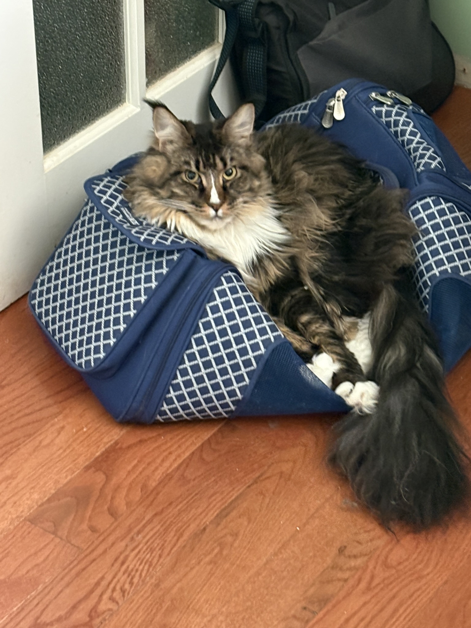 maine coon cat peeking out from a soft pet carrier on a hardwood floor.