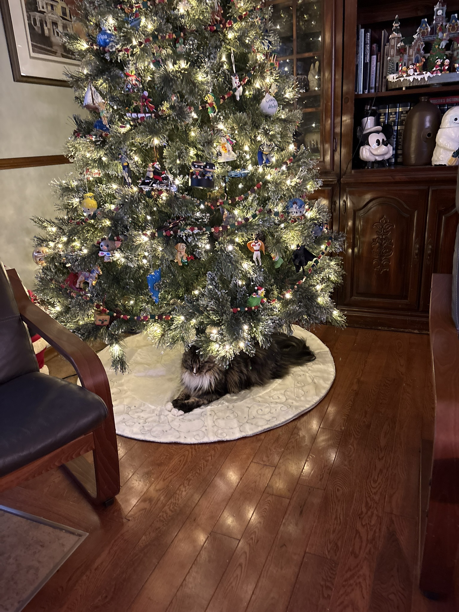 maine coon resting under a lit christmas tree.