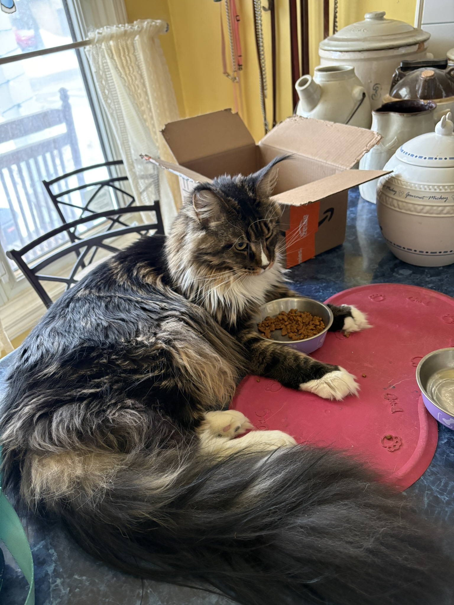 relaxed cat lounging on a kitchen table with a red food tray.