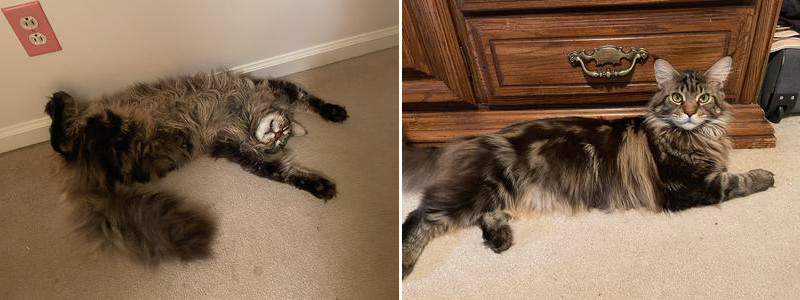 two photos of a brown tabby purebred maine coon male.