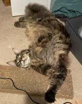fluffy brown tabby maine coon rolling upside down on the floor.