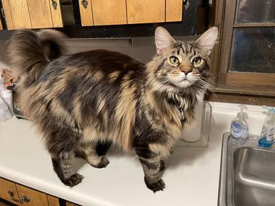 brown tabby purebred maine coon cat with striking markings standing on kitchen counter.