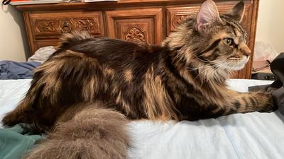 brown tabby maine coon laying on kitchen counter.