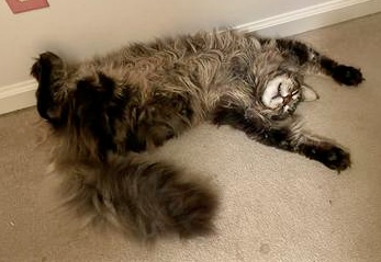 brown tabby maine coon belly up and paws outstretched.