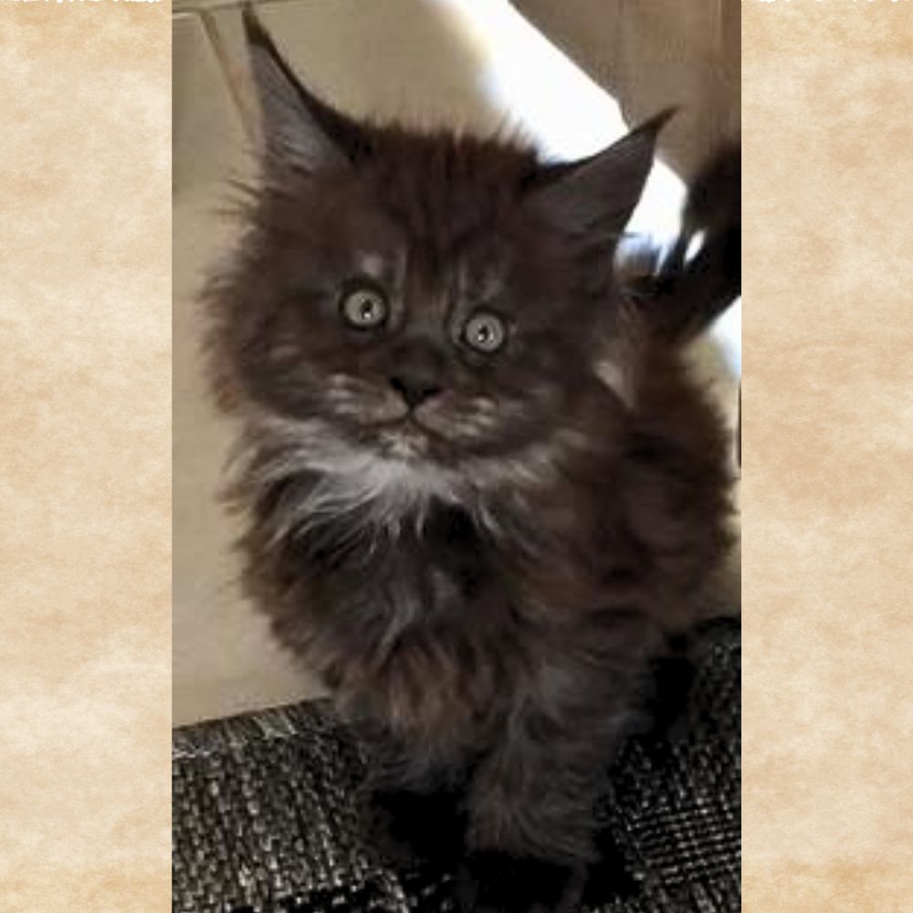 Georgina tiny 8 week old black smoke kitten.