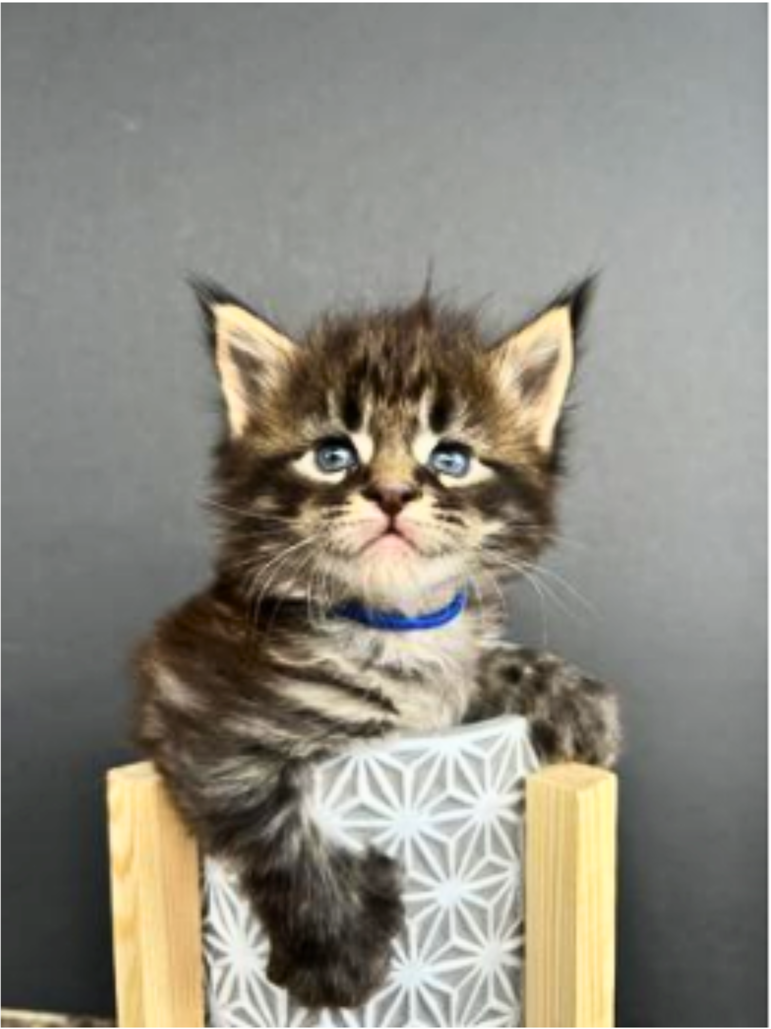 Neo small brown maine coon kitten with blue eyes posing for a portrait.