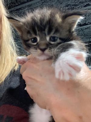 gray and white Maine Coon kitten in hand