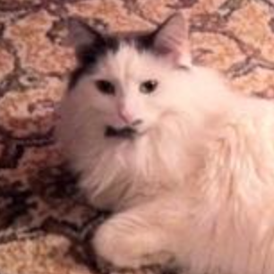 Toby white with black maine coon cat face closeup