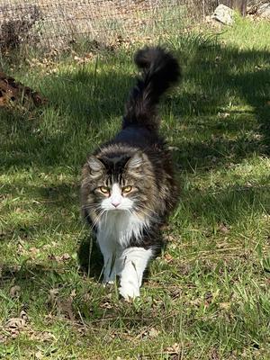 handsome brown tabby with white maine coon cat walking trough the grass.