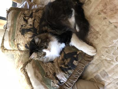 handsome brown tabby with white maine coon cat resting on a couch.