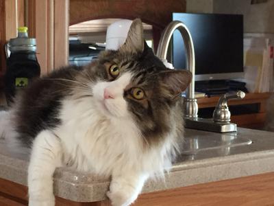 handsome brown tabby with white maine coon cat laying on a kitchen counter.