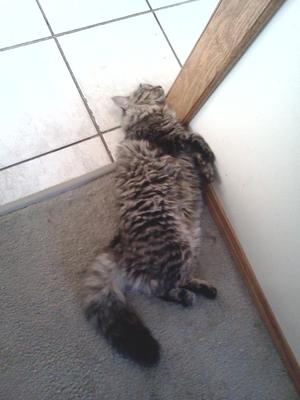 Toby
