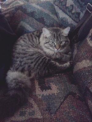 Toby