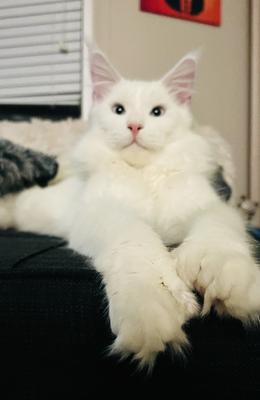 pure white maine coon cat with big poly paws.