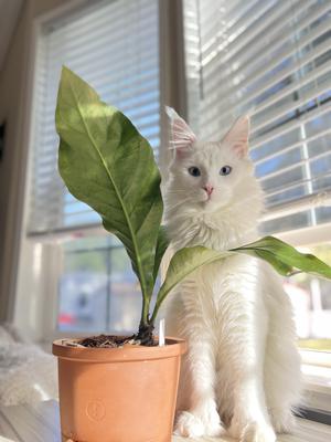 white maine coon in a windowsill by a leaf.