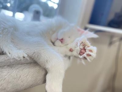 white maine coon cat fast asleep with toe beans hanging out.