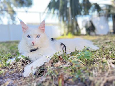 maine coon cat outside wearing a leash and harness.