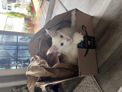 playful white maine coon boy in an amazon box.