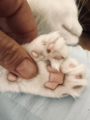 Toe-Bee closeup of paw and toe beans of polydactyl maine coon kitten foot.
