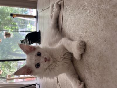 Toe-Bee adorable young white maine coon kitten laying on a kitchen floor.