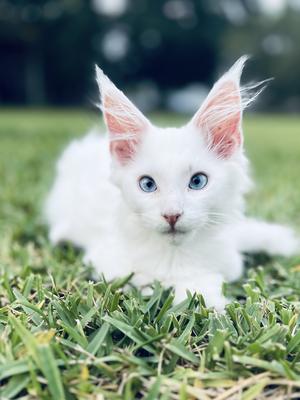 Toe-Bee adorable young white maine coon laying in the green grass.