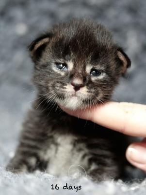 tiny infant newborn maine coon.