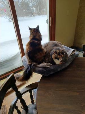two calico cat looking out patio door.